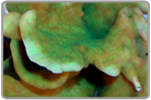Green Lettuce Coral